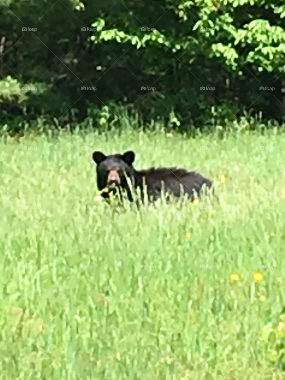 Bear in Chatham NH