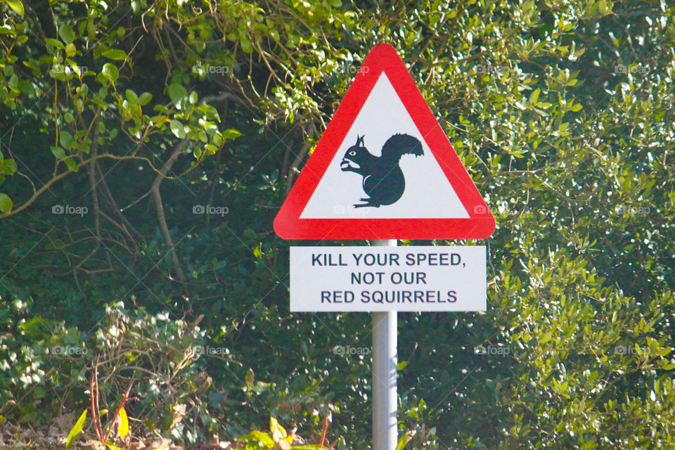 Red squirrel warning sign Northern Ireland