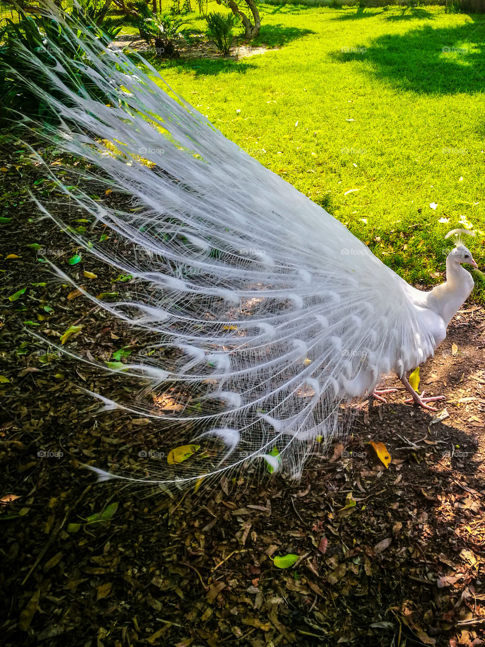 white colour peacock in a green colour background #beautiful images of white colour peacock #wildlife photography