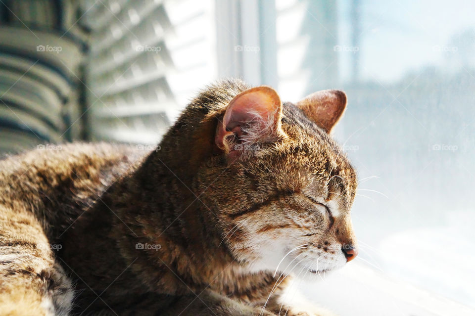 A cat enjoys the sun one morning in peace