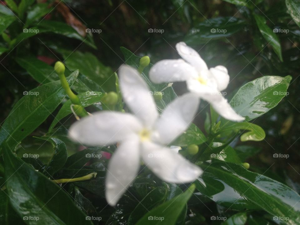 Inda was a White flowers at Thailand garden.