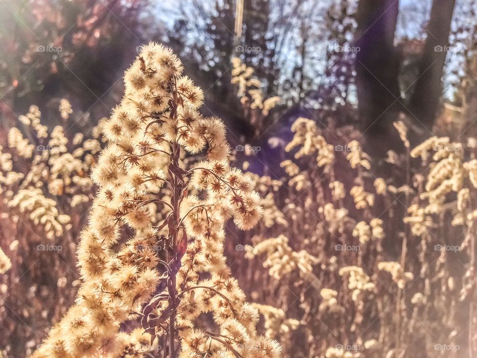 Sunshine on plants