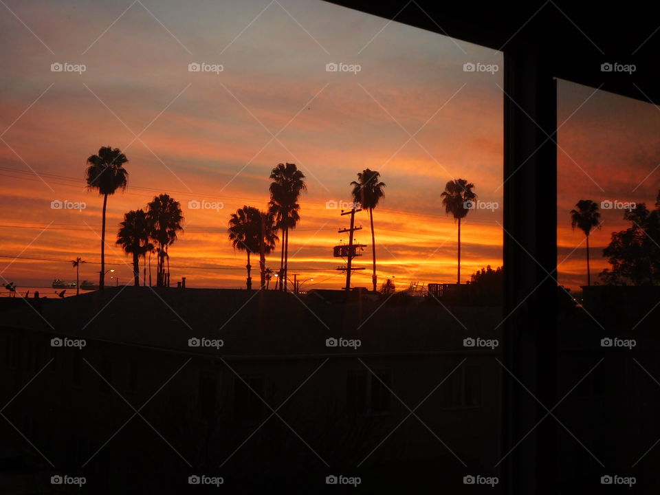 Palm tree silhouettes against orange sunset 