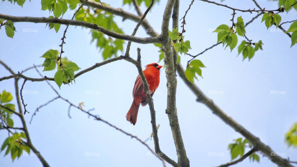 Red Cardinal