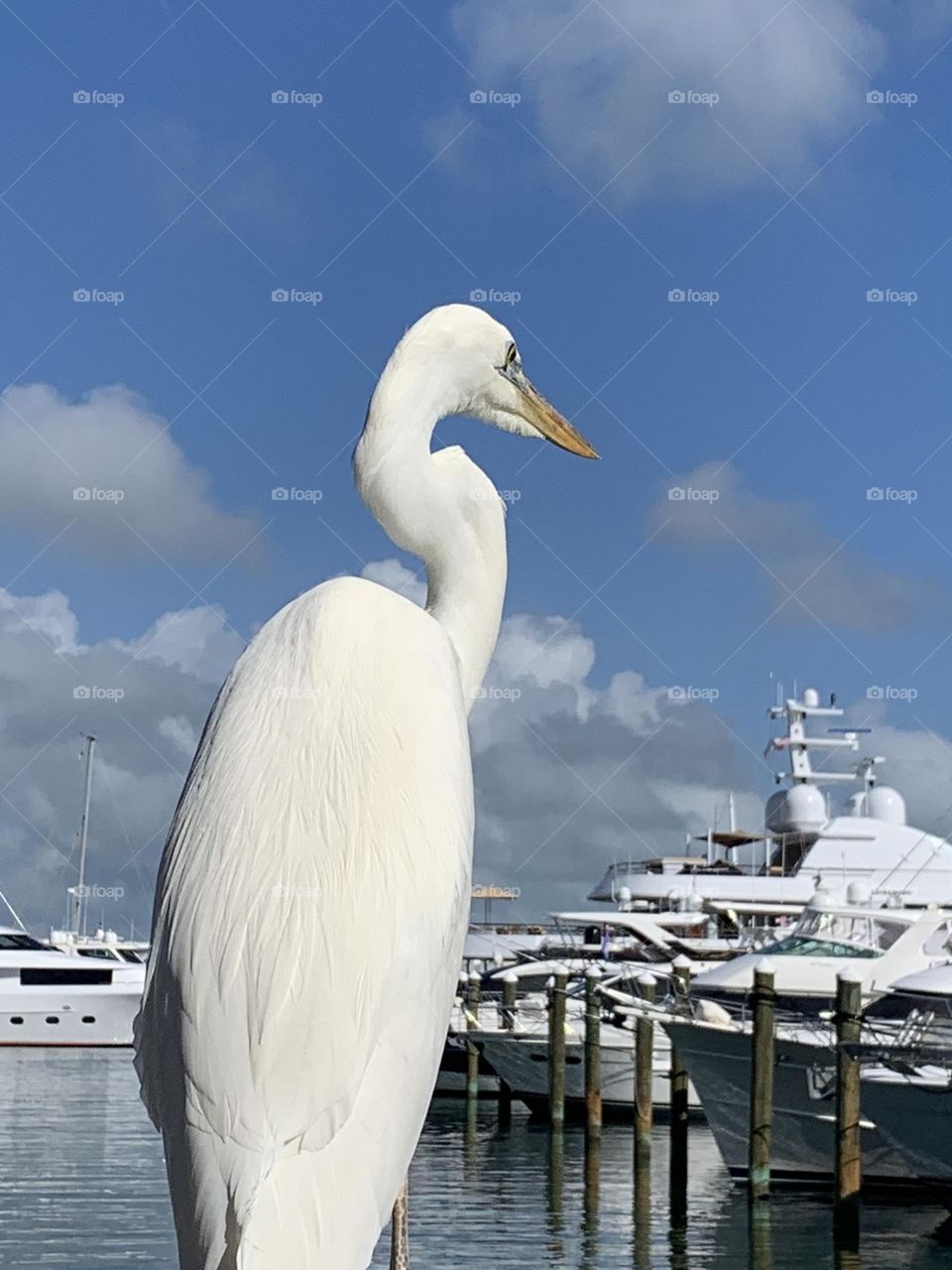 EGRETS BIRD