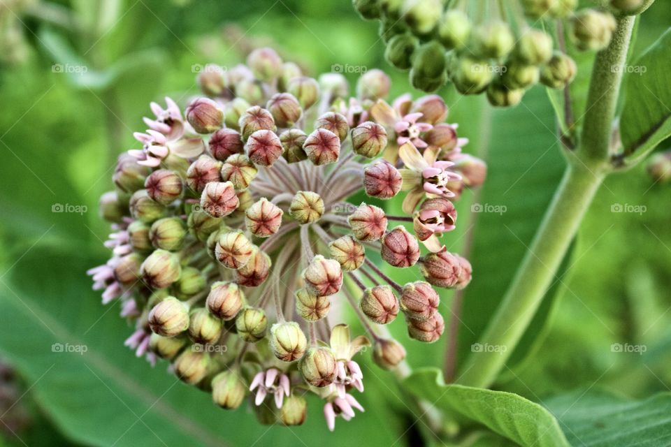 Closeup of Common Milkweed buds, blossoms and leaves against a blurred green background 