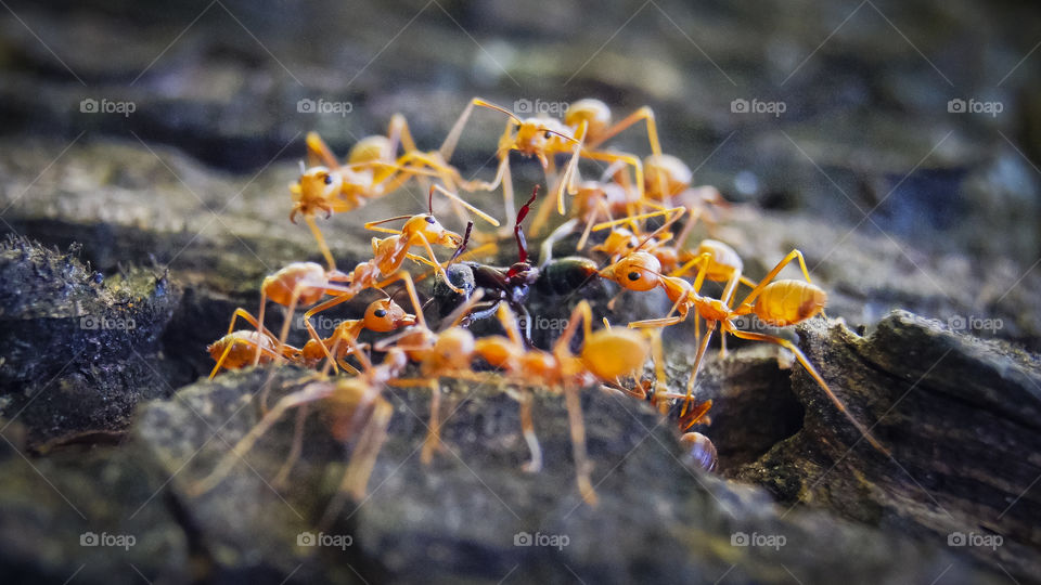 Red ant attacking black ants