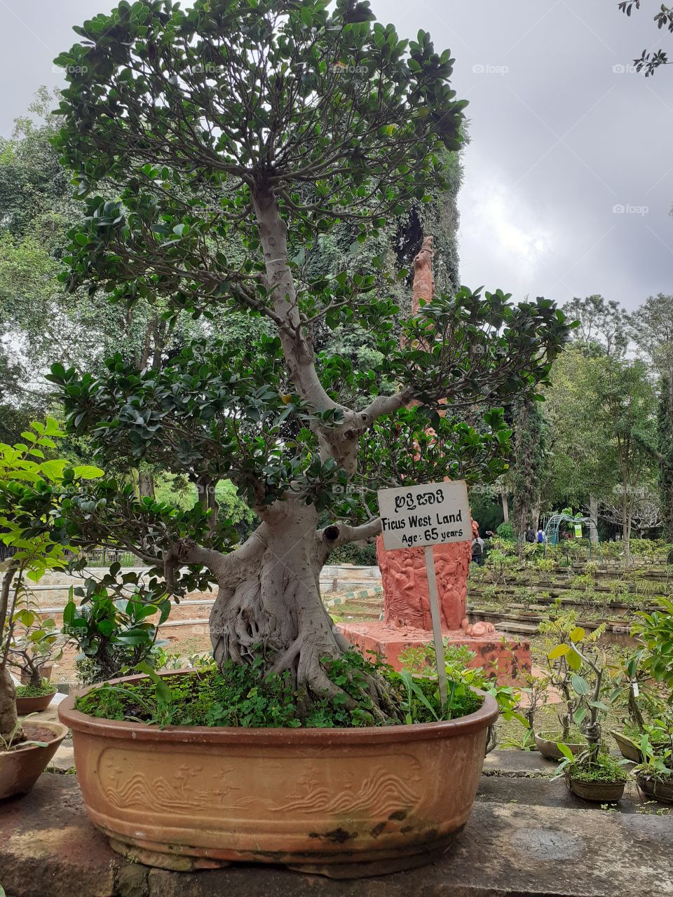 small tree 65 year old