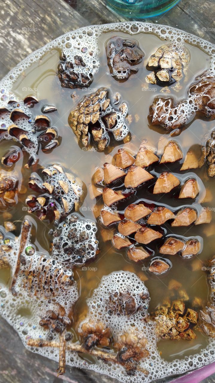 bleaching pinecones