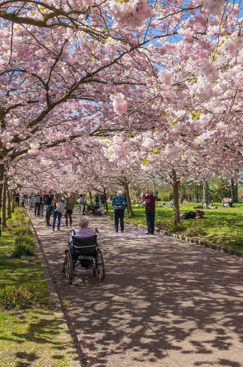 Pink park