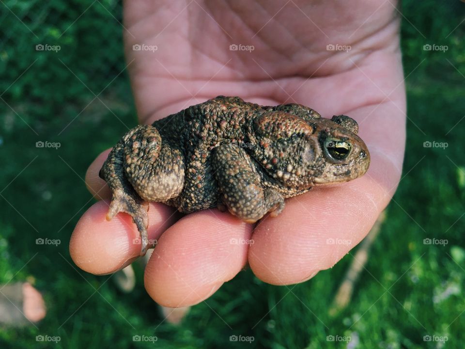 Holding a toad