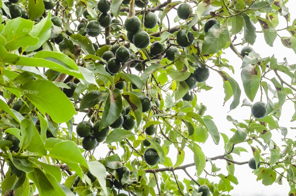 Avocado Branches With Fruits