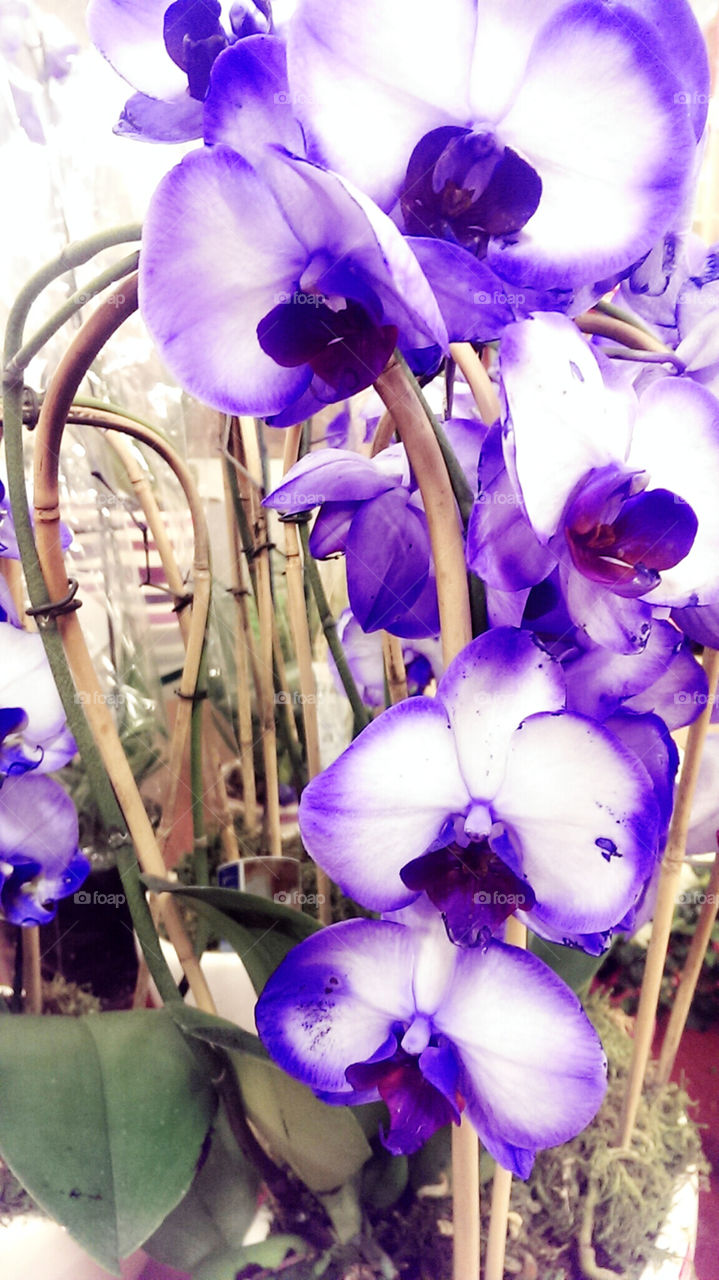 purple bliss. Pretty orchids