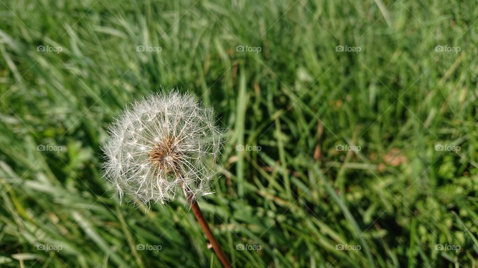 Dandelion