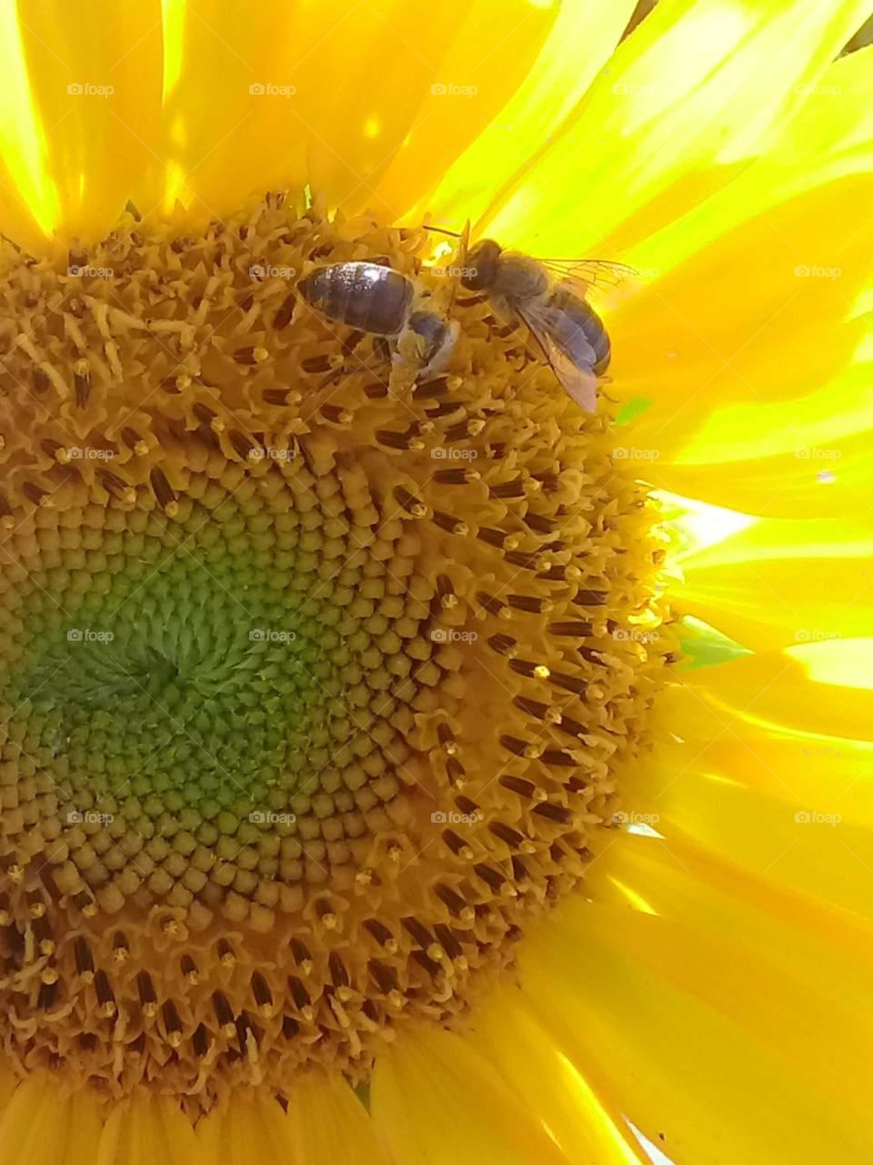 #beleza da manhã 🌻☀️