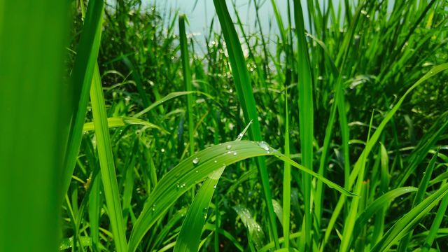 dew on grass more