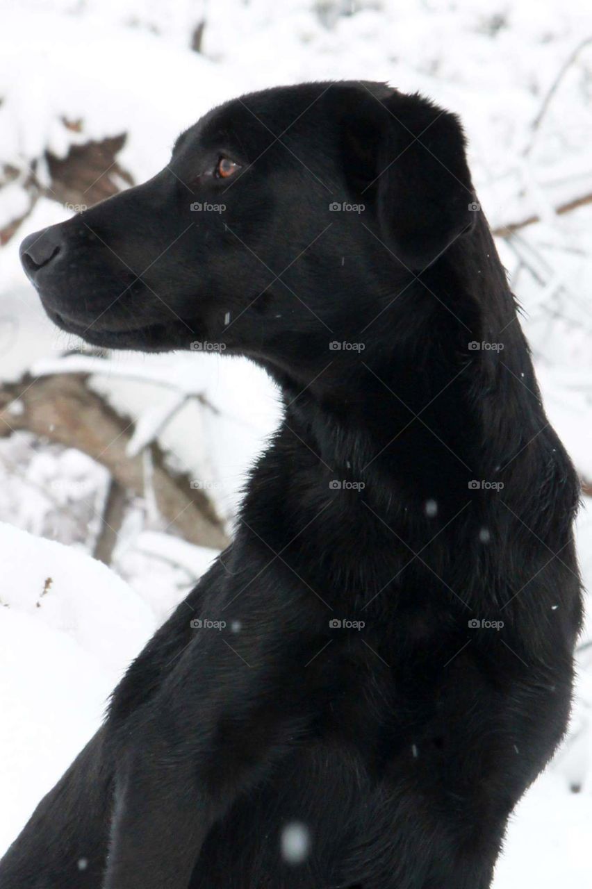 Black Lab Pup in the Snow