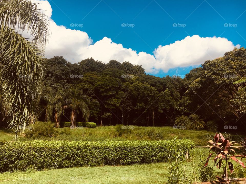 Imitation game between clouds and trees.