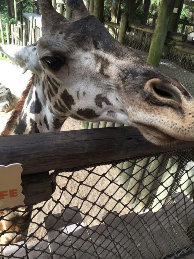 Zoo days 