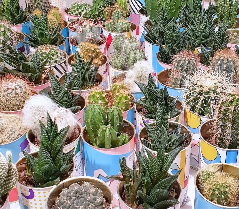 Plants collection