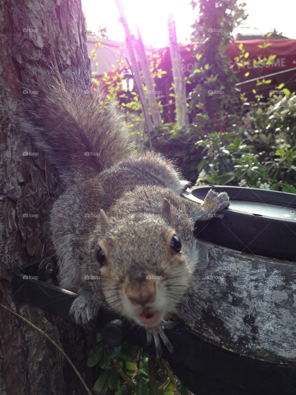 Squirrel saying hello