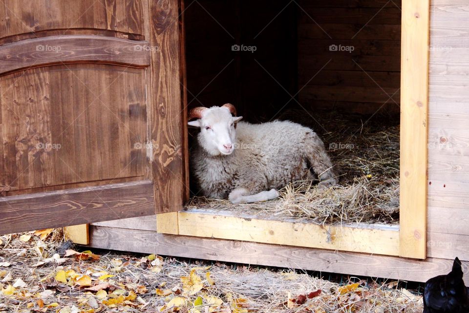 goat lying on the ground in barn