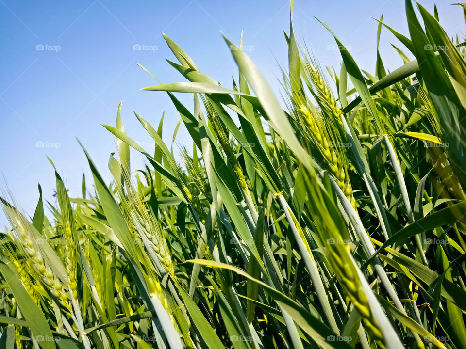 Backdrop Of Green Wheat Ears and plants Field On  Blue Sky Background. Winter Season