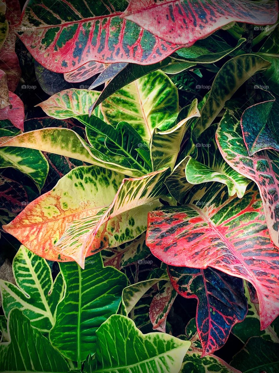 Colorful leafs
