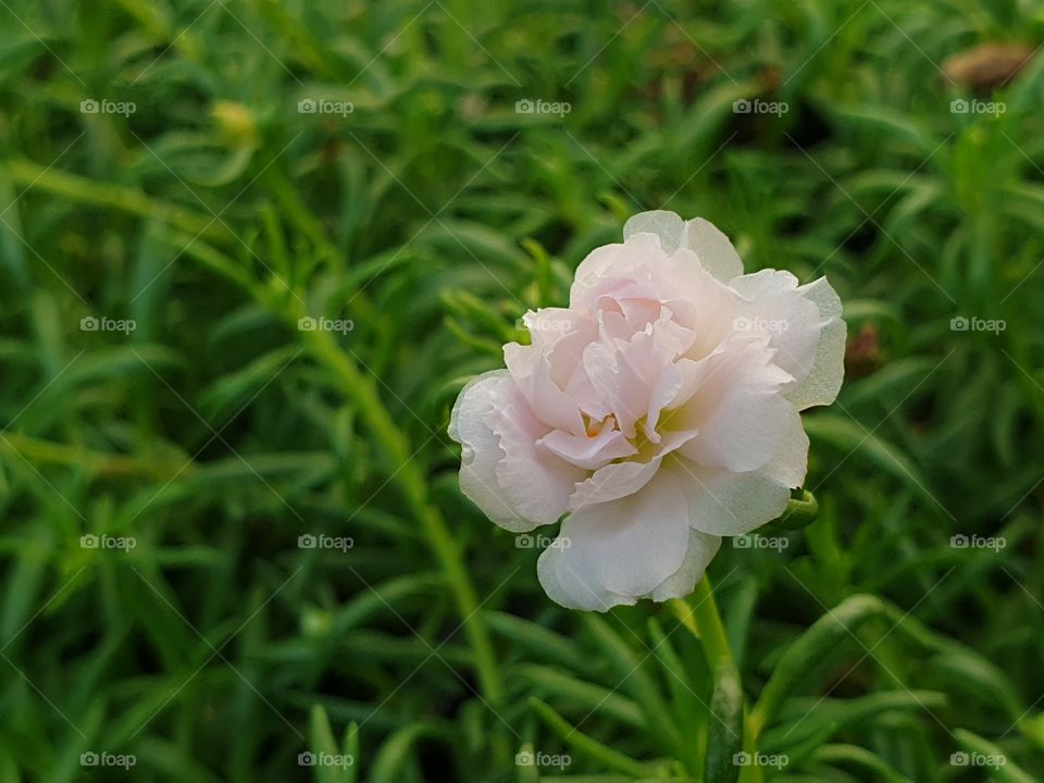 beautiful white pink flowers