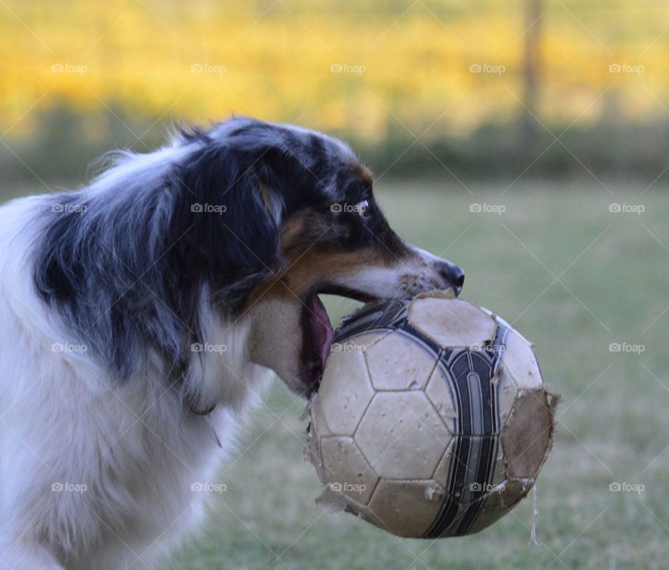 Miniature Australian Shepherd and his soccer ball. 