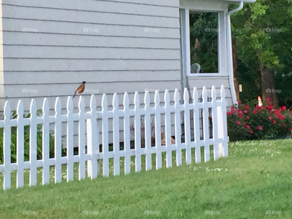 Robin on white picket fence