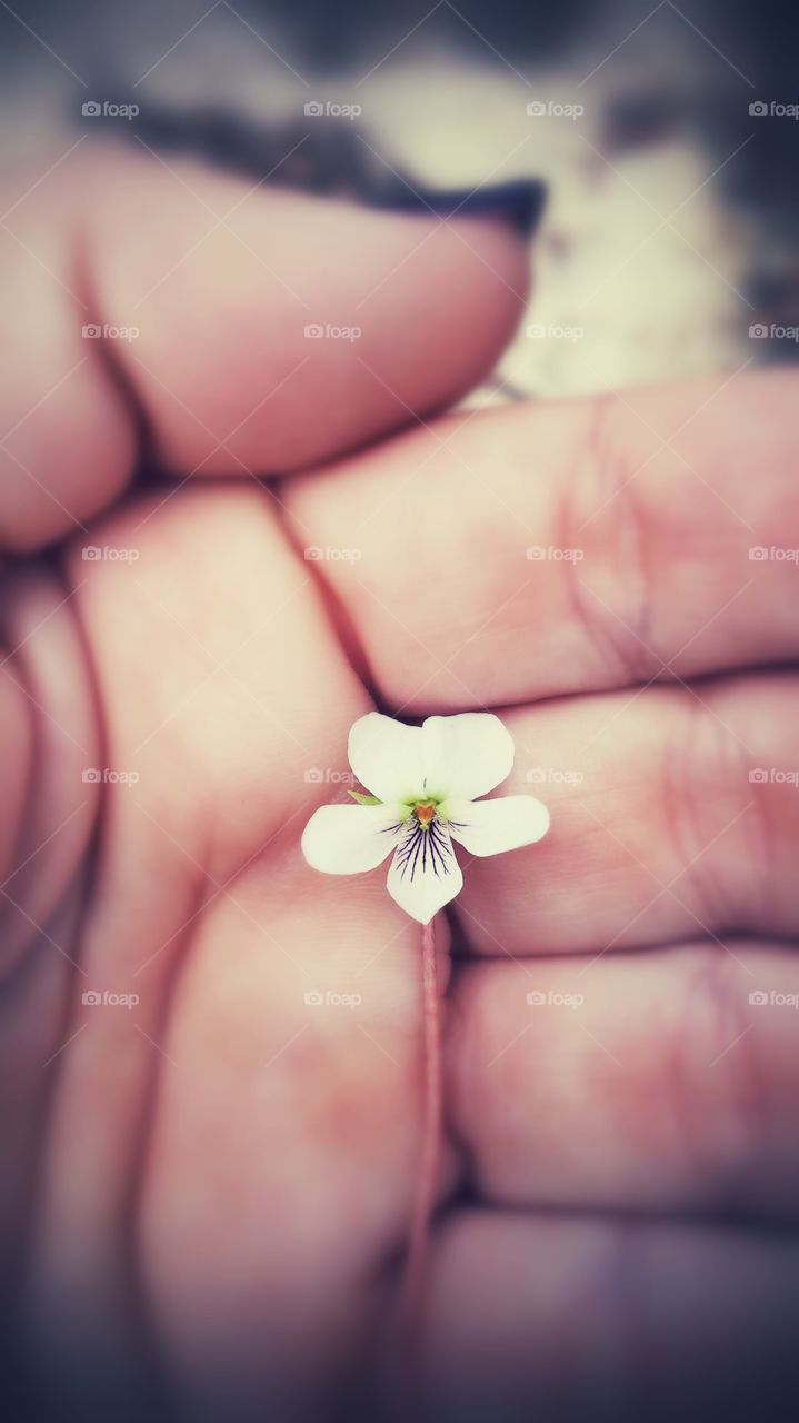 Flower, No Person, Nature, Blur, Delicate