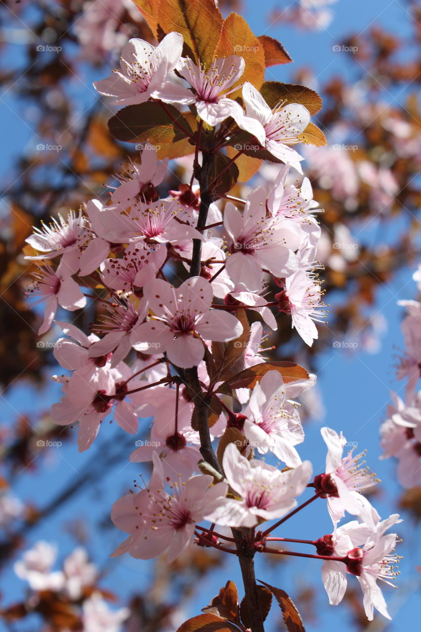 Pink cherry blossoms 