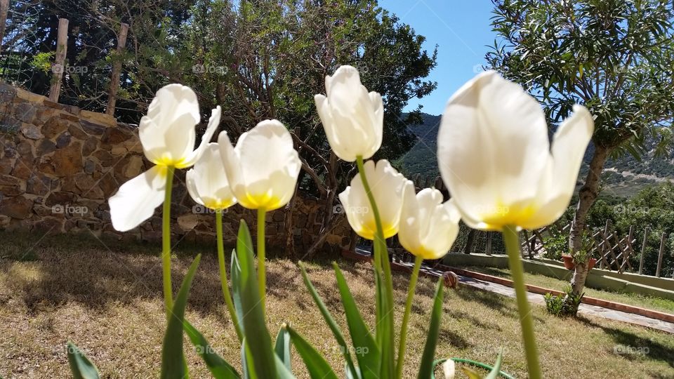 White tulips