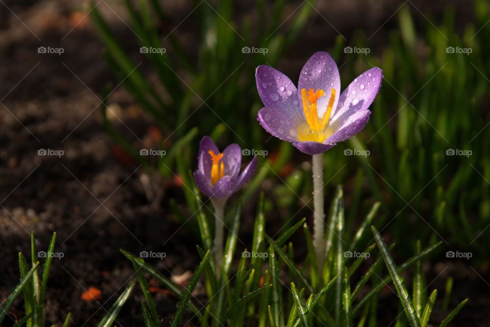 Purple crocus