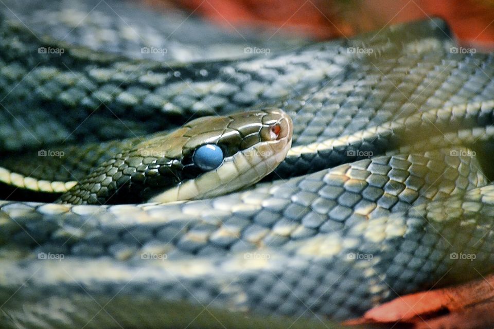 Close-up of snake