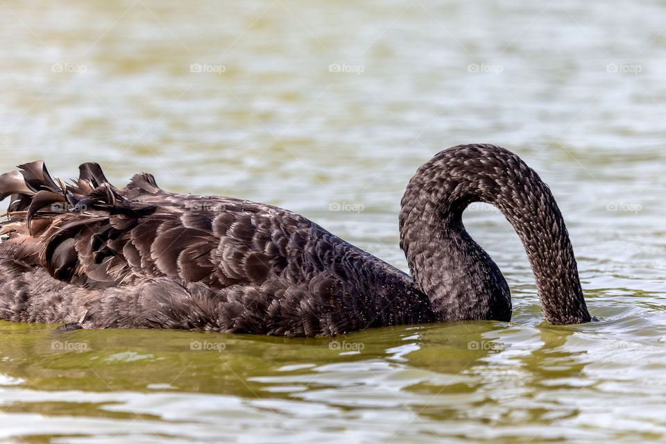 Black swan trying to refresh hiding head in the water of the lake