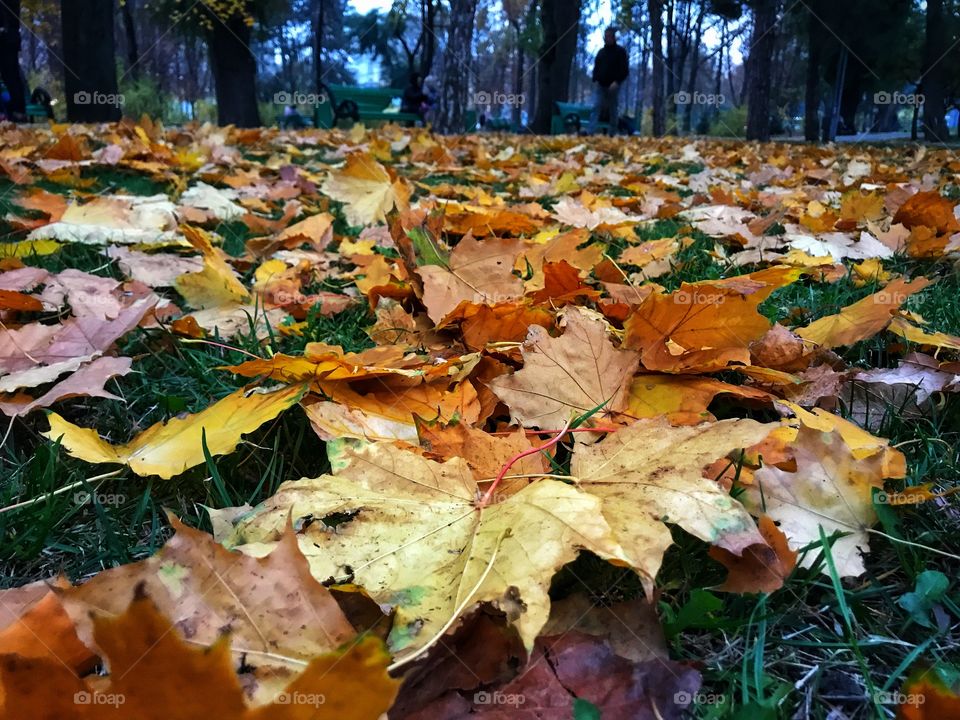 Golden leaves on the ground