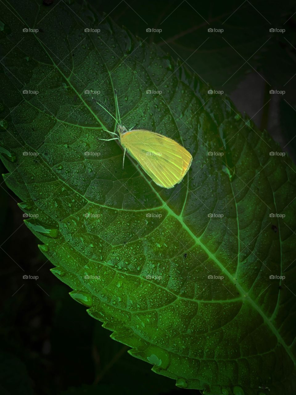 a camouflaged bug on a dewey leaf