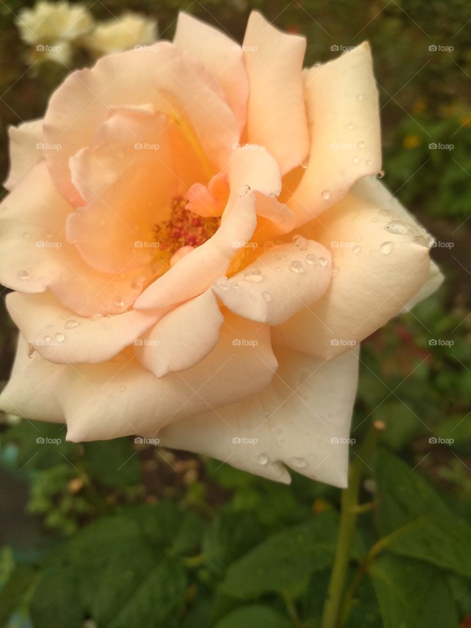 После дождя.