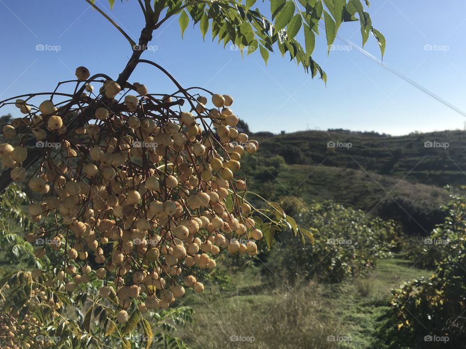 Fruits on naam tree
