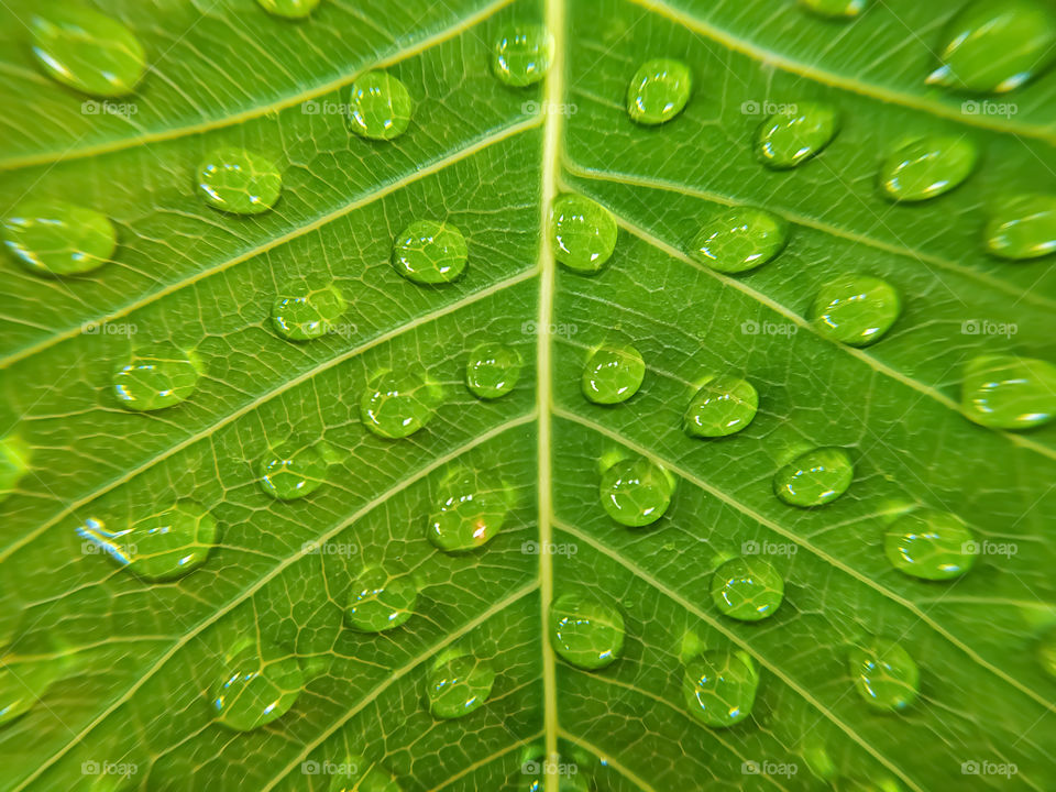 full frame shot of water drops on green bodhi leaves