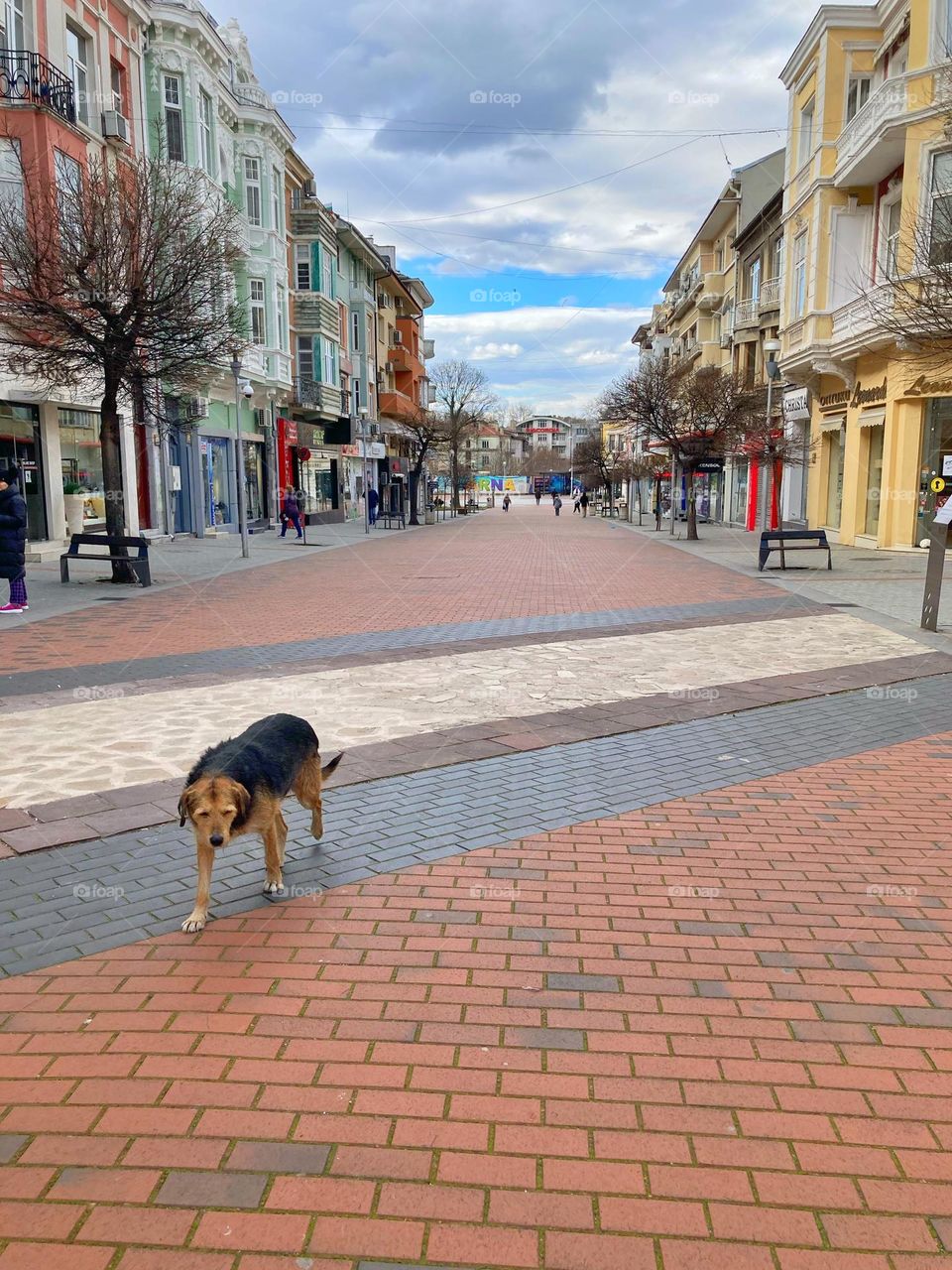 A stray dog is in the middle of the pedestrian street 