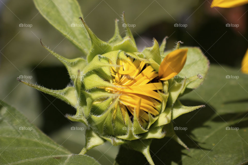 Sunflower