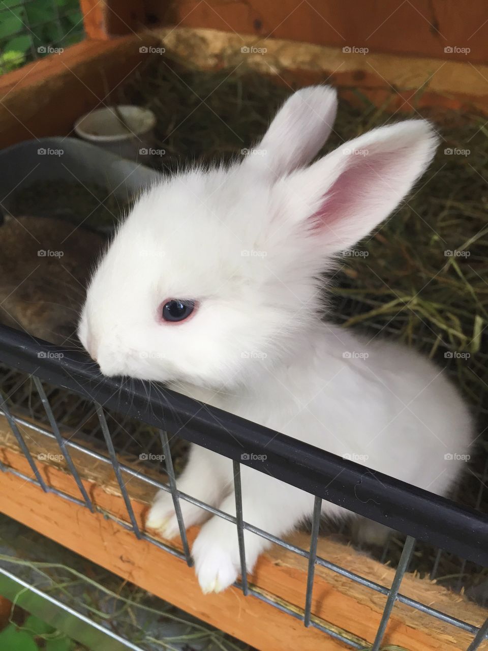 Baby Rabbit. A baby angora rabbit in Hanover, NH