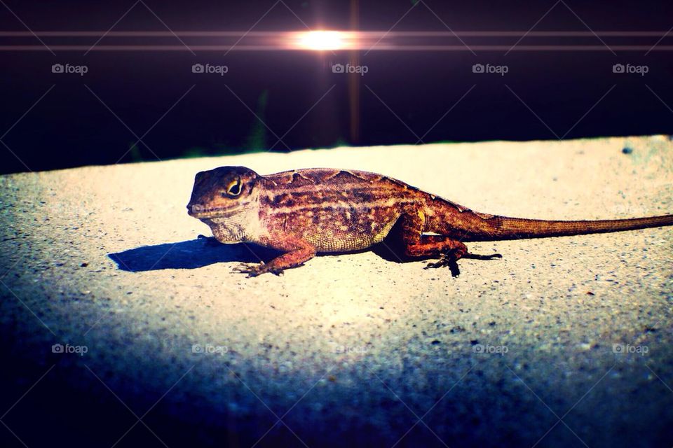 Lizard light