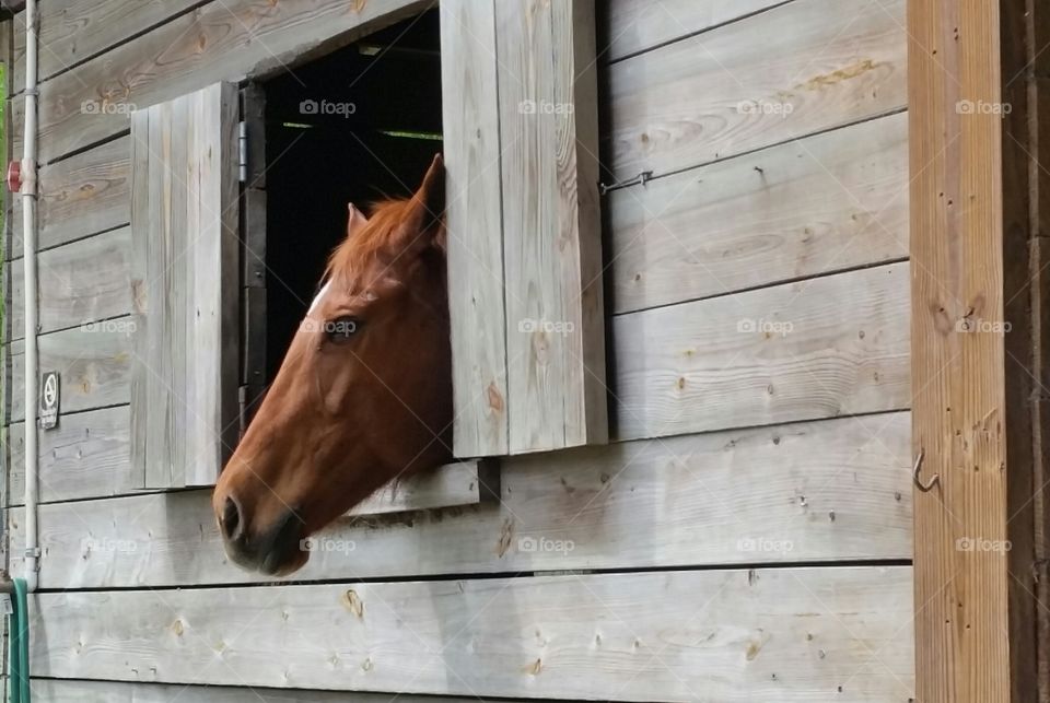 cropped photo of a horse looking out the barn window to see what's going on