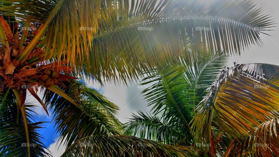 Colorful palm trees..These particular tree's are on the beach between the Pitons on St Lucia