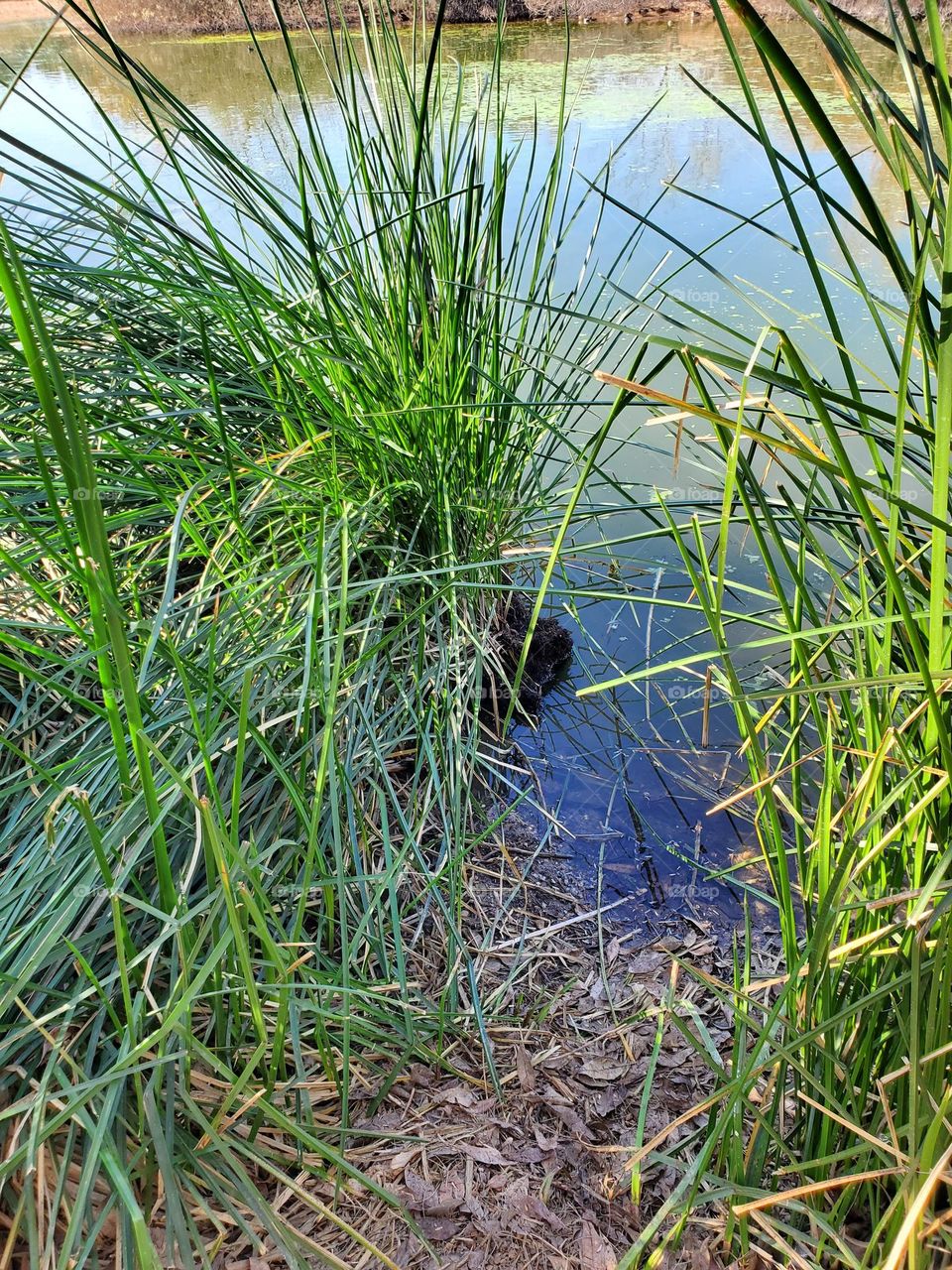Reeds on the Edge of a Lake