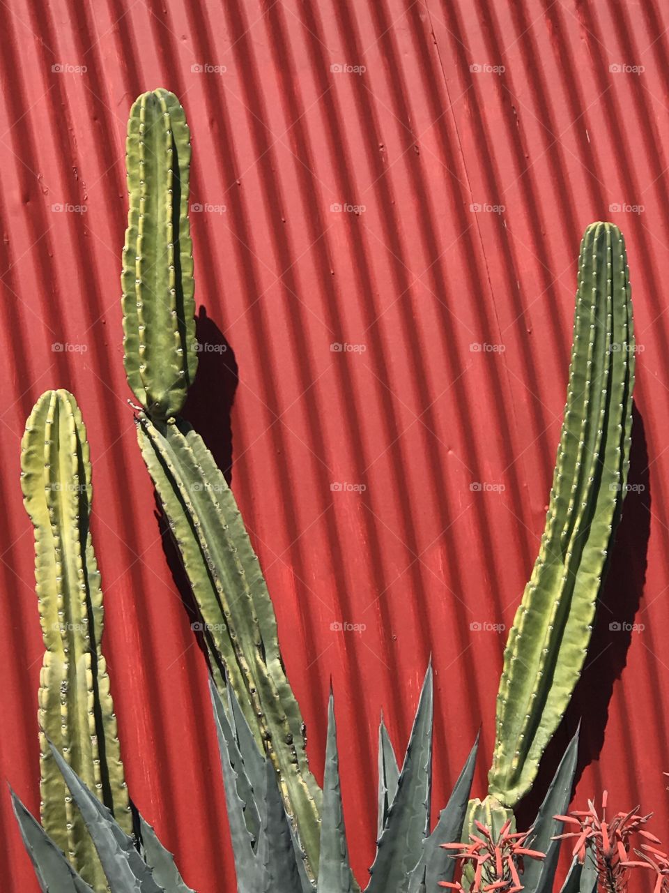 Cactus with a red wall background